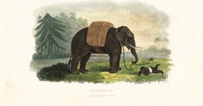 Indisk barn forlatt under beskyttelse av en lenket elefant mens foreldrene søker mat i skogen av English School