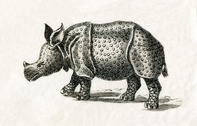 Indisk neshorn, eller større enhornet neshorn, Rhinoceros unicornis, fra et trykk fra 1700-tallet (gravering) av English School