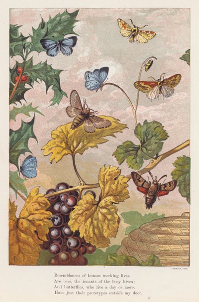 Insekter (fargelitografi) av English School