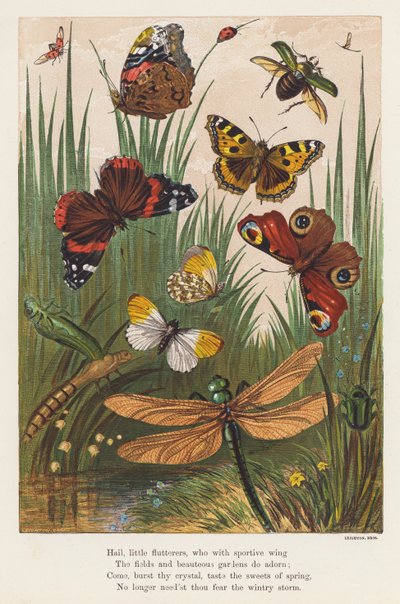 Insekter (fargelitografi) av English School
