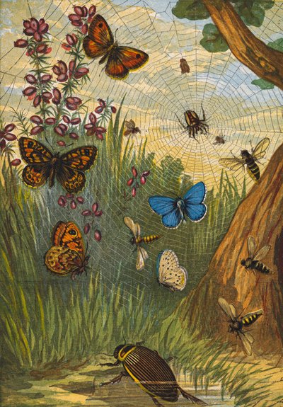 Insekter (fargelitografi) av English School