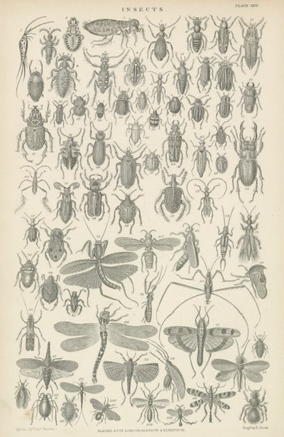 Insekter (gravering) av English School