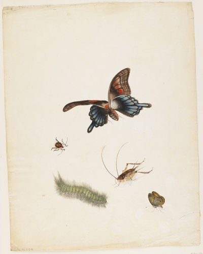 Insekter, ca. 1805 (svart blekk, wc og grafitt på papir) av English School