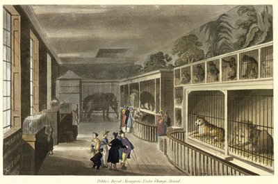 Innvendig visning av Politos Royal Menagerie, Exeter Change, Strand, 1812 (akvatint) av English School
