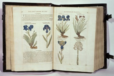 Iris (Flowers de-luce), seks varianter fra 