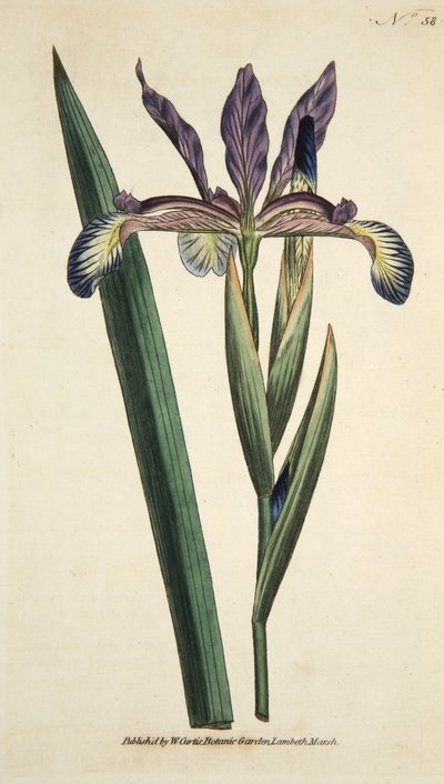 Iris Spuria (Spurious Iris), fra The Botanical Magazine eller Flower Garden Displayed, pub. 1790 (håndfarget gravering) av English School