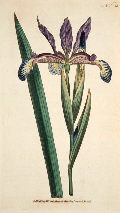 Iris Spuria Spurios Iris, pub. 1790 håndfarget gravering. av English School