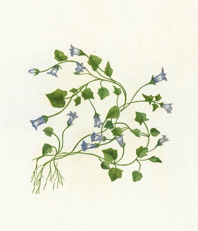 Eføy-bladklokke-blomst, Campanula Hederacea av English School