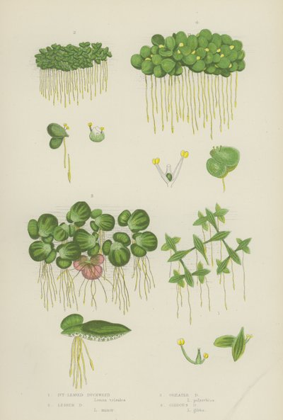 Eføybladende andmat, mindre andmat, storandmat, gibbous andmat (farge litho) av English School