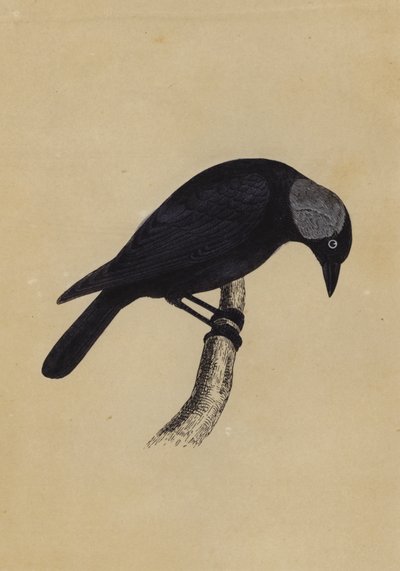 Jackdaw (fargemedlemmer) av English School