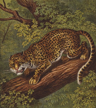 Jaguar (farge litho) av English School