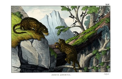Jaguar av English School
