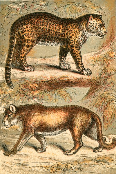 Jaguar og Puma av English School