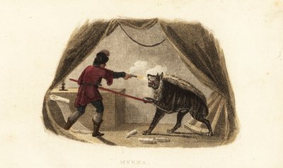 James Bruce dreper en hyene med en pistol og gjedde i teltet sitt i Maitsha, Abyssinia (nær Gondar, Etiopia) av English School