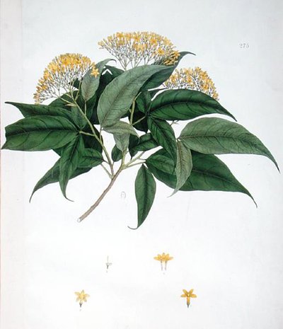 Jasminum Heterophyllum (farge litho) av English School