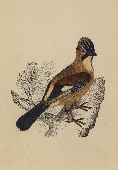 Jay (fargelitografi) av English School