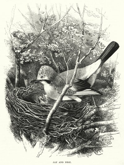 Jay and Nest (gravering) av English School