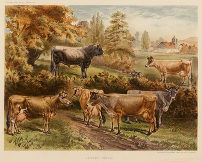 Jersey-Rinder von English School