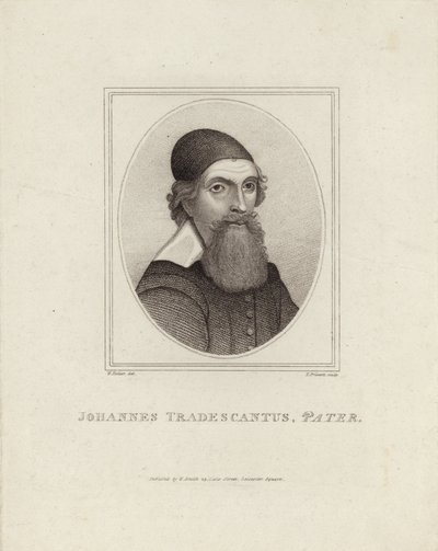 Johannes Tradescantus Pater av English School