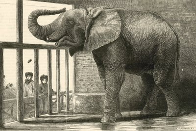 Jumbo, den store afrikanske elefanten i den zoologiske hagen (gravering) av English School