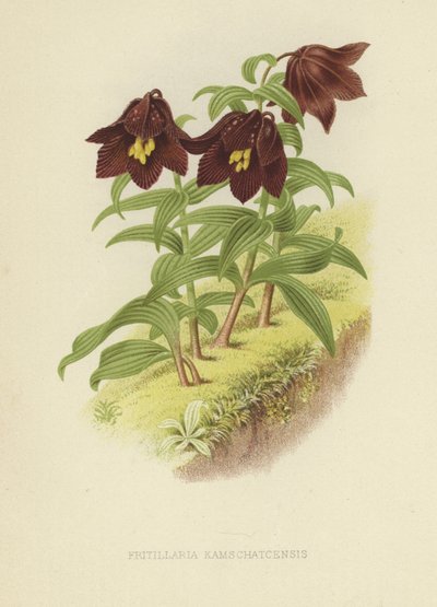 Kamchatka fritillary eller Kamchatka lilje av English School