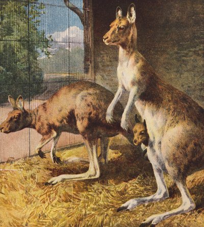 Kenguruer (fargelitografi) av English School