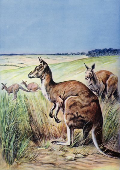 Kenguruer, Australia (farge litho) av English School