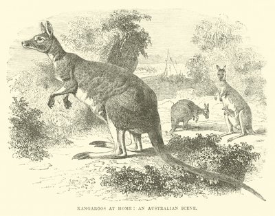 Kenguruer hjemme, en australsk scene av English School