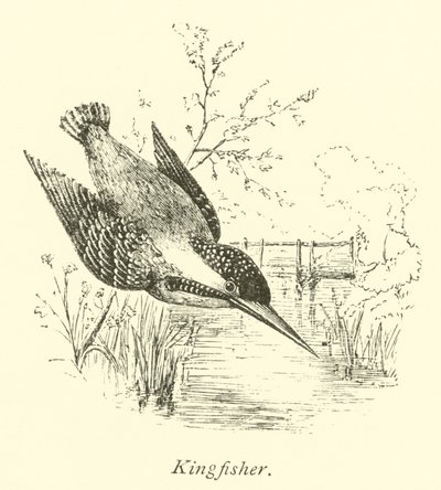 Kingfisher av English School