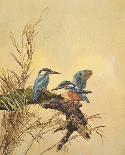 Kingfishers, ca. 1890 (wc på papir) av English School