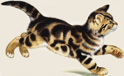 Kätzchen von English School