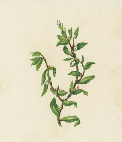 Knutegress, Polygonum Aviculare (fargelitografi) av English School
