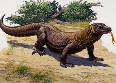 Komodovaranen (gouache på papir) av English School