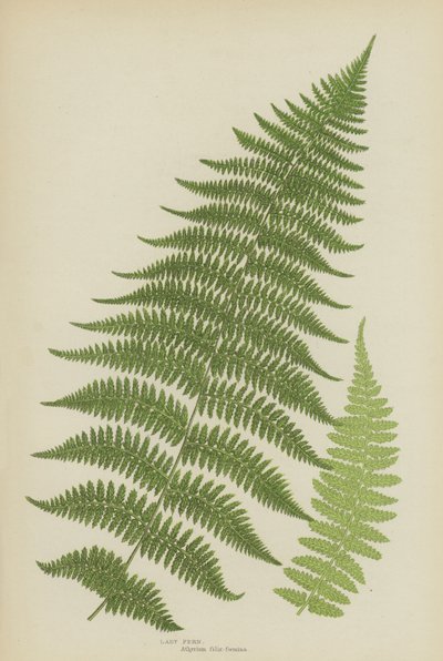 Lady Fern (farge litho) av English School