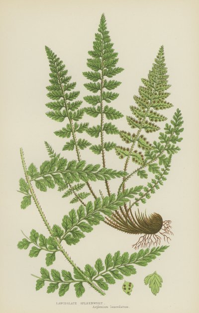Lansettformet milturt (fargelitografi) av English School