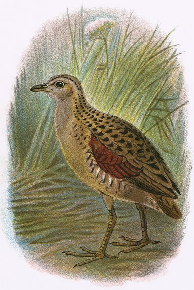 Land Rail av English School