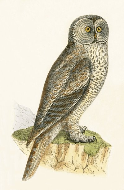 Lap Owl, illustrasjon fra 