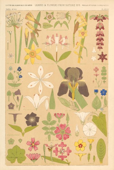 Blader og blomster fra naturen av English School