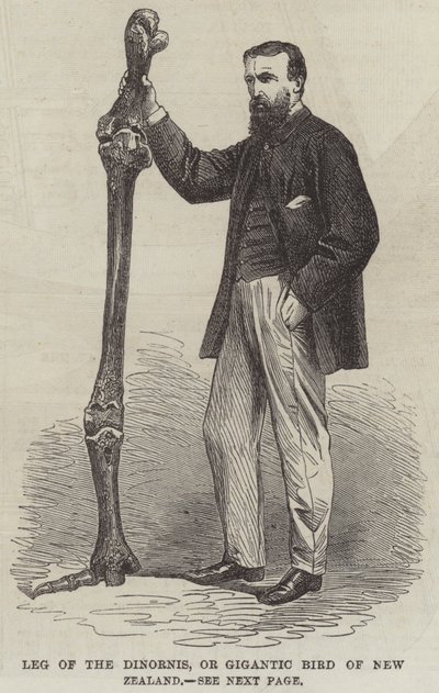 Leg of the Dinornis, eller Gigantic Bird of New Zealand (gravering) av English School