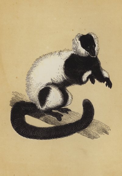 Lemur (fargelitografi) av English School