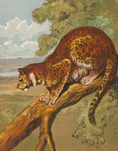 Leopard (fargelitografi) av English School