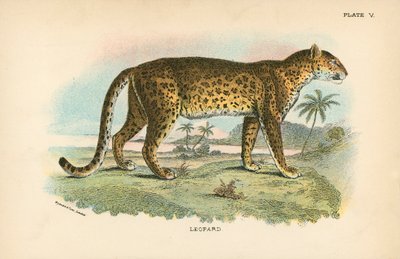 Leopard av English School