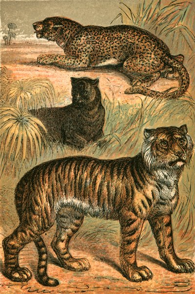 Leopard, Black Panther og Tiger av English School