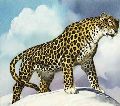 Leopard i snøen av English School