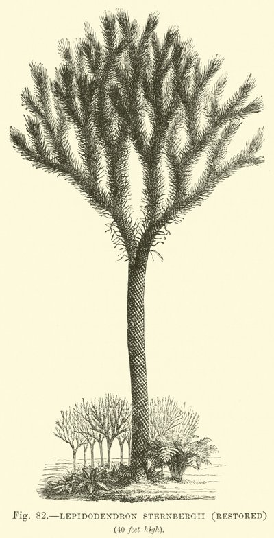 Lepidodendron Sternbergh, restaurert av English School