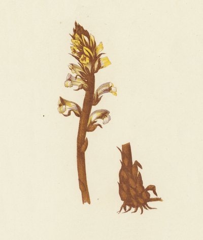Mindre gyvelraps, Orobanche Minor (fargelitografi) av English School