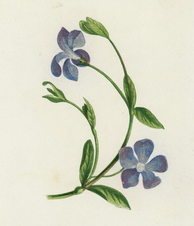 Lesser Periwinkle, Vinca Minor (farge litho) av English School