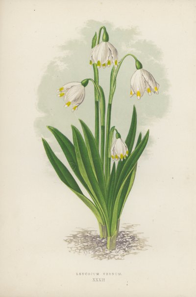 Leucojum Vernum (farge litho) av English School