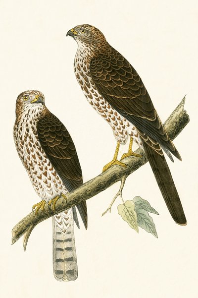 Levant Sparrow Hawk, illustrasjon fra 'A History of the Birds of Europe Not Observed in the British Isles' av Charles Robert Bree (1811-86), utgitt 1867 av English School