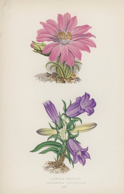 Lewisia Rediviva; Campanula Longifolia (farge litho) av English School